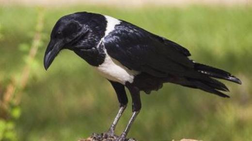 تفسير حلم الغراب في المنام لابن سيرين