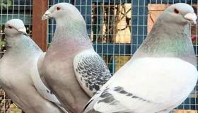 تفسير حلم فضلات الحمام في المنام للعازب والحامل والمتزوجة والعزباء