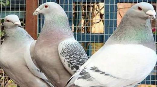 تفسير حلم فضلات الحمام في المنام للعازب والحامل والمتزوجة والعزباء