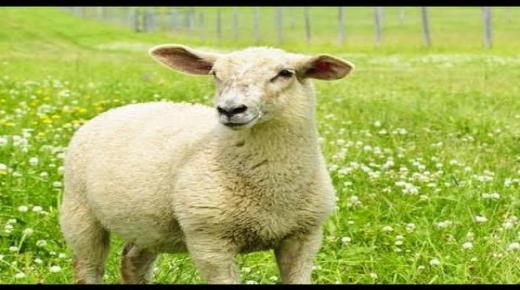 تفسير حلم الخروف في المنام للعزباء والحامل والمتزوجة