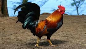 تفسير حلم الديك في المنام