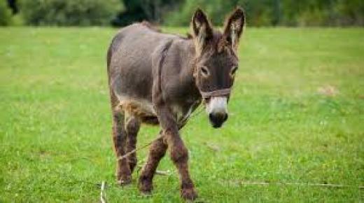 تفسير حلم الحمار في المنام للعزباء والمتزوجة والحامل