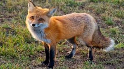 تفسير حلم الثعلب في المنام لابن سيرين