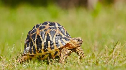 تفسير حلم السلحفاة في المنام