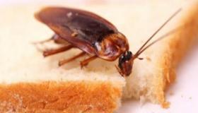 تفسير حلم الصراصير في المنام