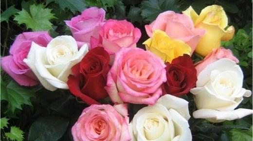 تفسير حلم الورد في المنام