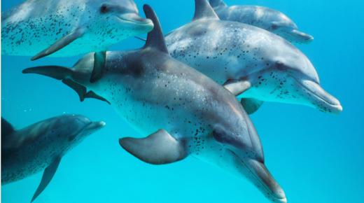 الدلافين عرضة للإصطياد بطريقة وحشية في اليابان !